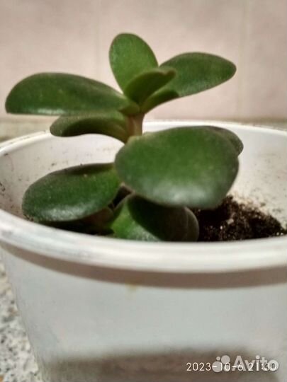 Толстянка,денежное дерево