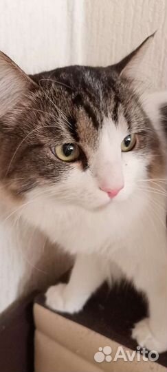 Кошки в добрые руки бесплатно