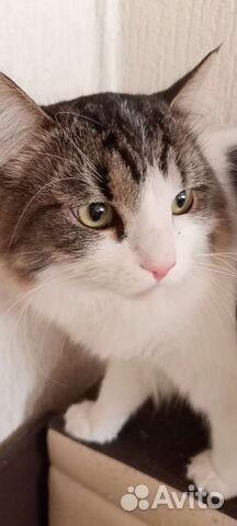 Кошки в добрые руки бесплатно