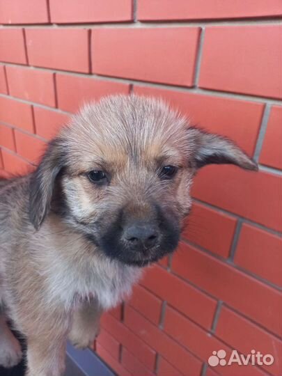 Щенки умные