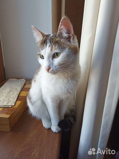 Кошка ищет дом