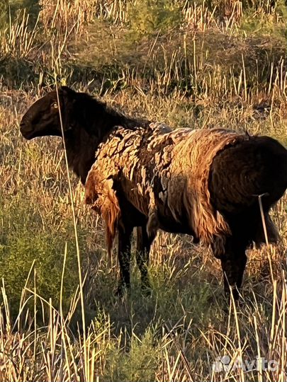 Баран на племя