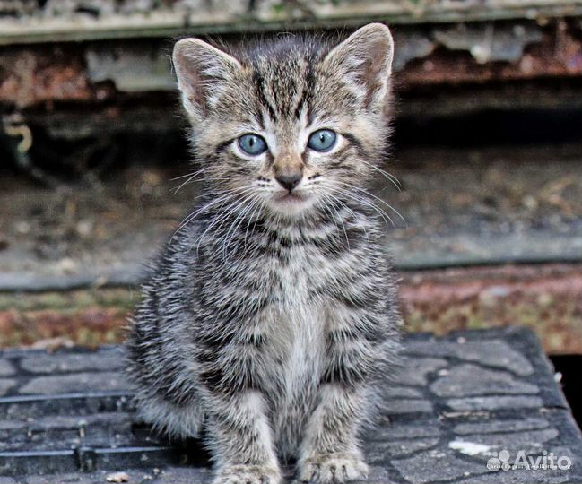 Котенок ищет дом