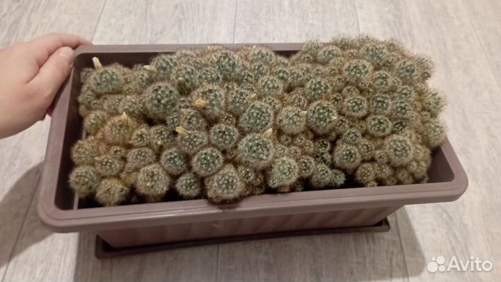 Кактус Mammillaria proliferaтаксономия