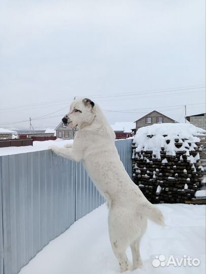 Собака в добрые руки алабай