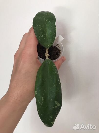 Хойи сортовые