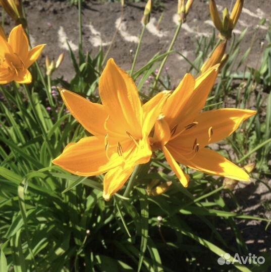 Цветущие многолетники