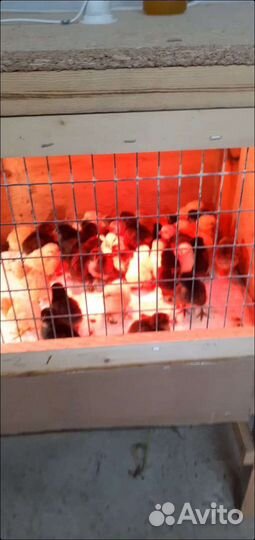 Цыплята суточные несушки