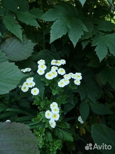 Пиретрум девичий (хризантема девичья)