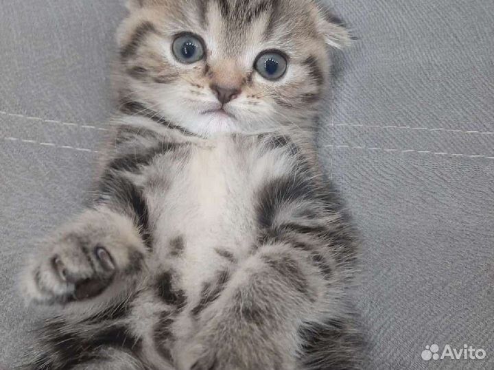 Шотландский котенок (девочка)