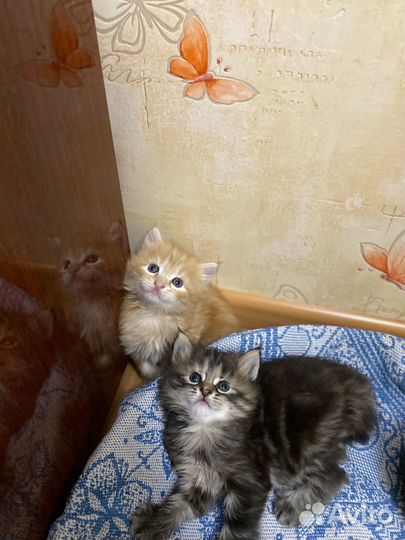 Курильский бобтейл