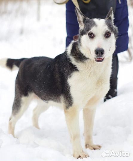 Ищет дом малышка Нора