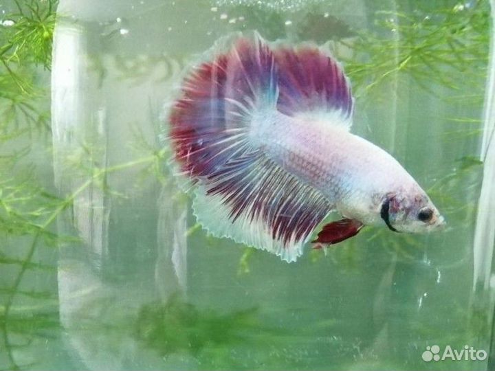 Рыбки петушок