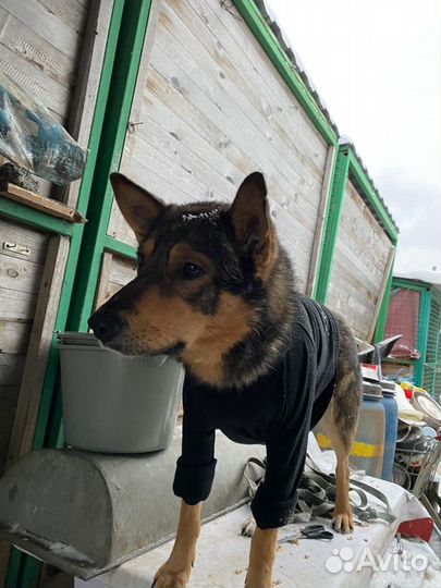 Собаки бесплатно