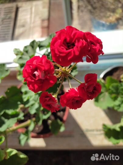 Герань (пеларгония) красная розебудная