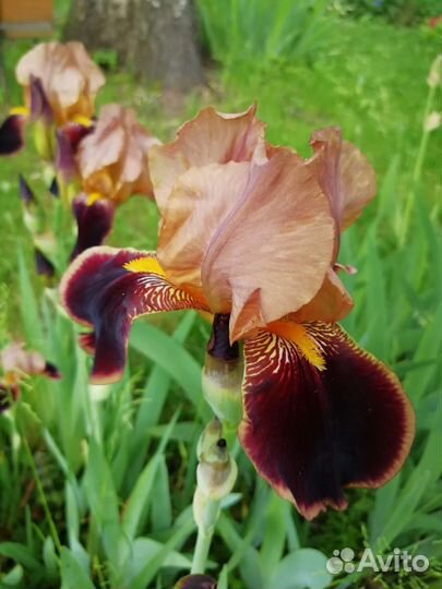 Ирис бородатый