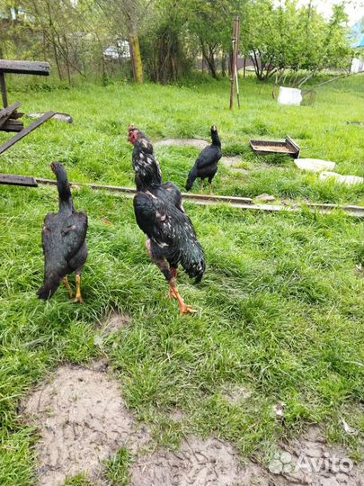 Куры и петухи