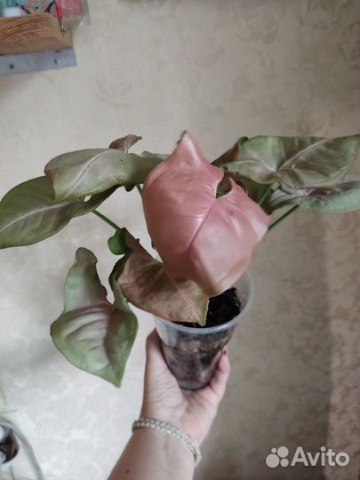 Сингониум,сциндапсус,монстера