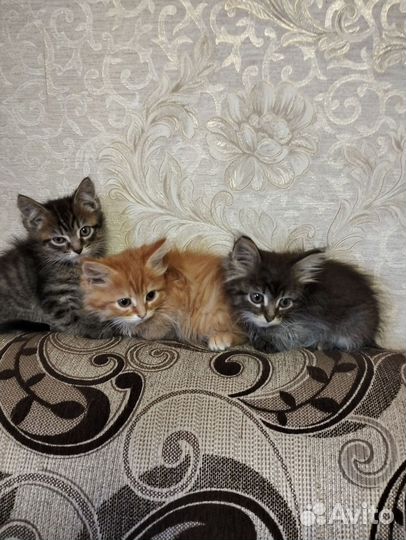 Котята бесплатно