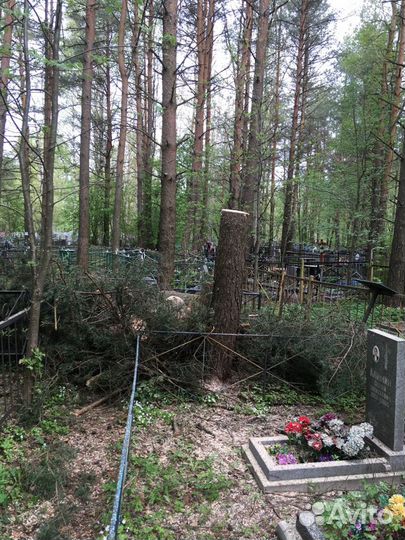 Спил деревьев