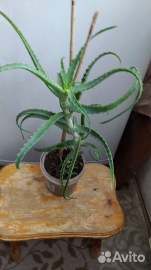 Алоэ лечебный цветок. Комнатные растения