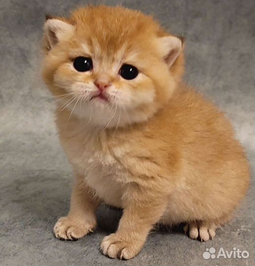 Британская золотая шиншилла