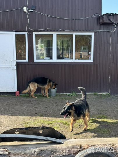 Продам щенков немецкой овчарки