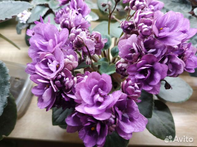 Фиалки сортовые