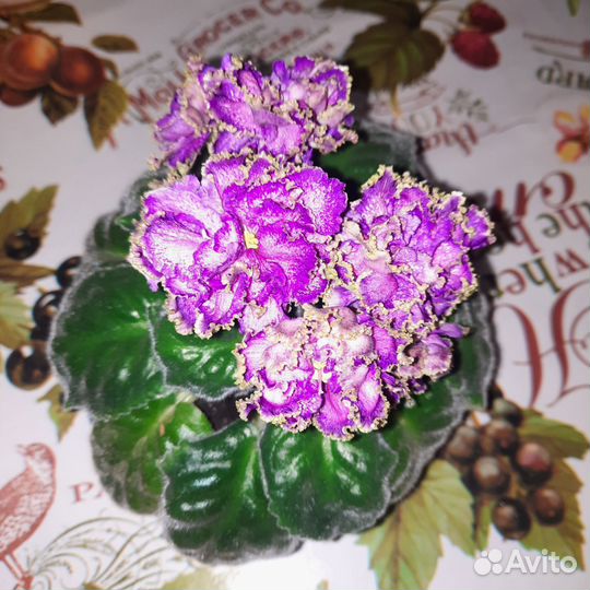 Сортовые фиалки