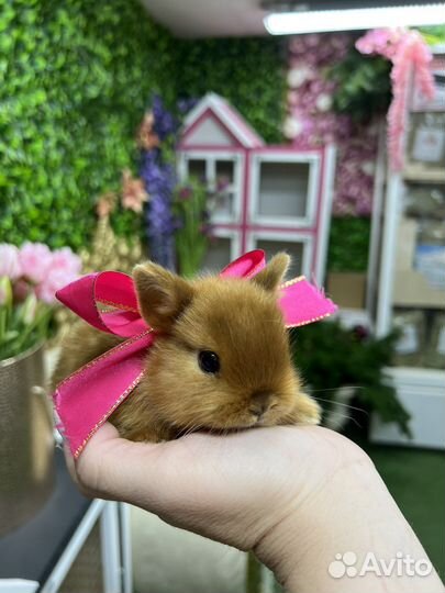 Кролики мини царские