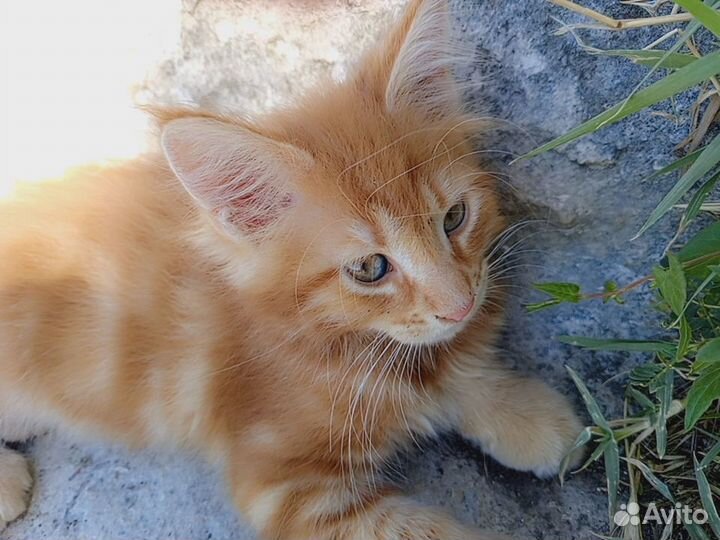 Котята мейн-кун рыжие