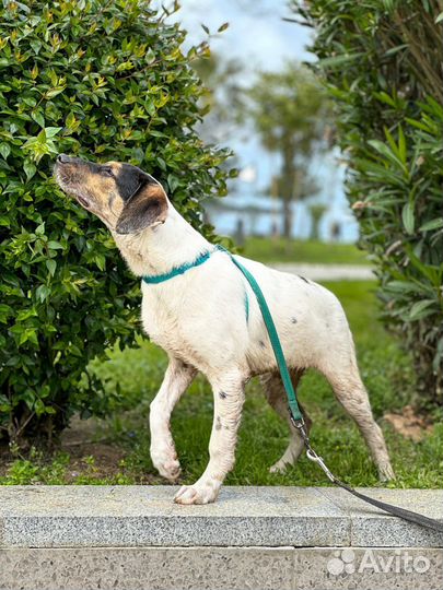 Джек Рассел терьер