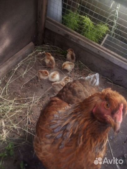 Цыплята и куры брама