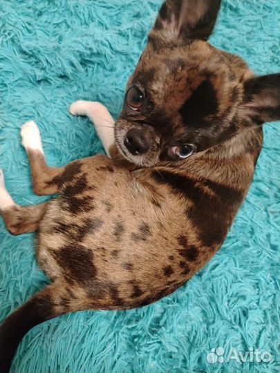 Чихуахуа вязка мальчик