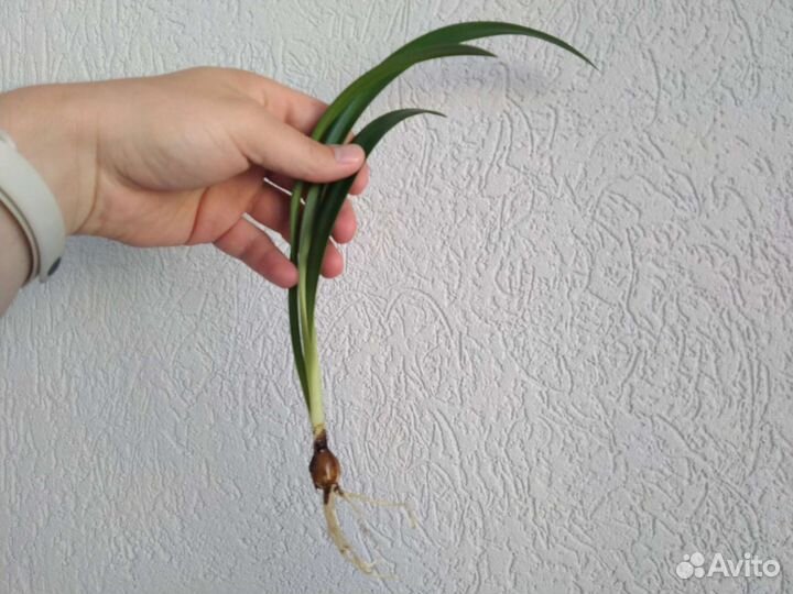 Луковицы амариллиса