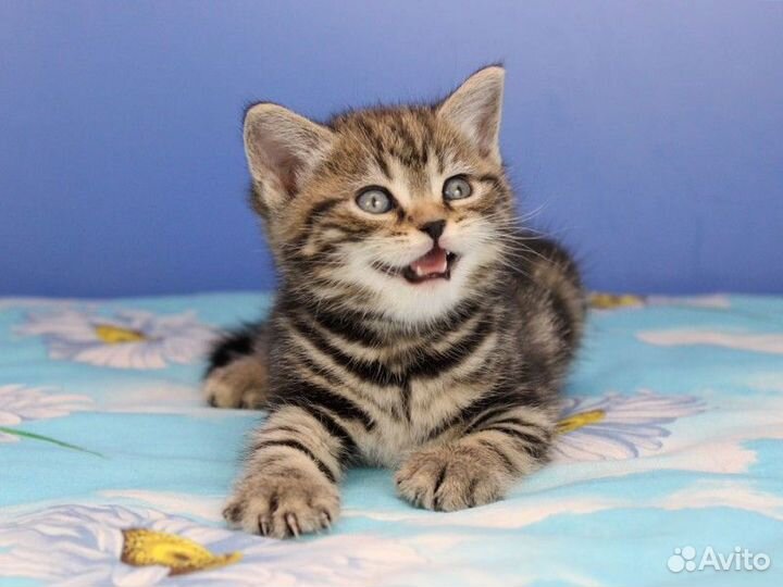 Красивые мраморные и пятнистые котята