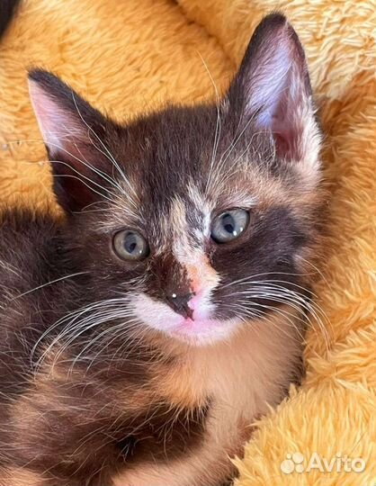 Карамелька (1,5 месяца) ищет семью