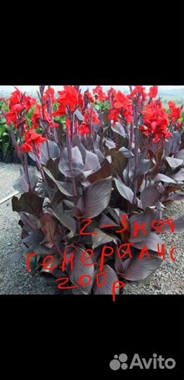 Канны 4 сорта клубни цветы