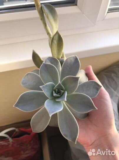 Суккулент граптопеталум парагвайский