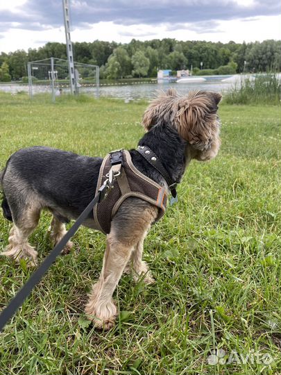 Йоркширский терьер вязка мальчик