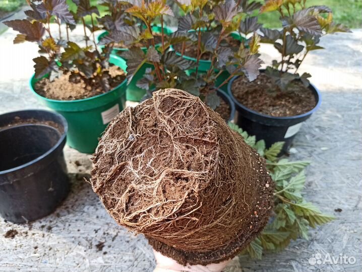 Саженцы декоративных кустарников