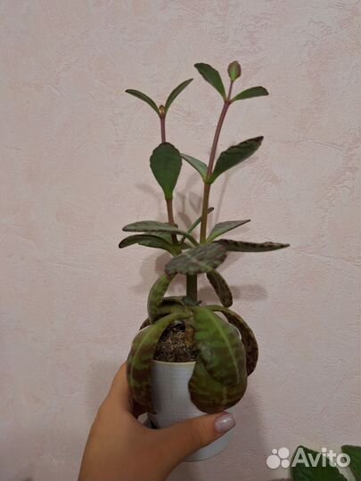 Каланхое зебра