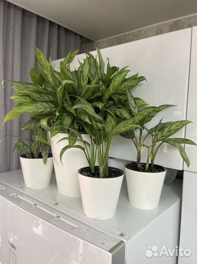 Аглонема Гемини (Джемини)