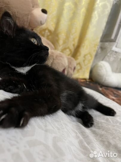 Котята в добрые руки бесплатно