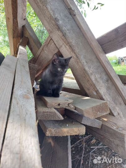 Котёнок в добрые руки бесплатно