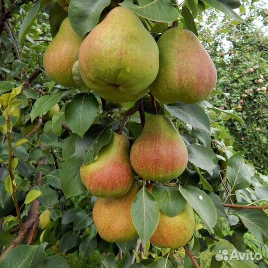 Саженцы карликовой колоновидной груши Нежность