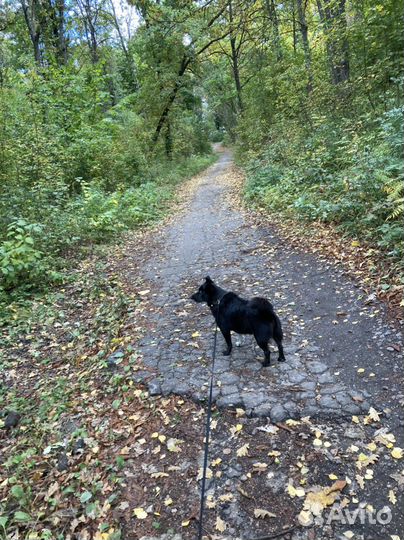 Передержка животных