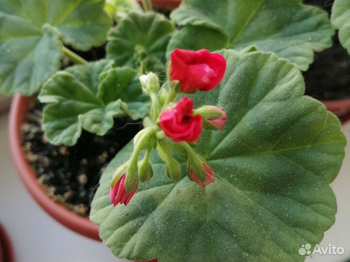 Герань пеларгония