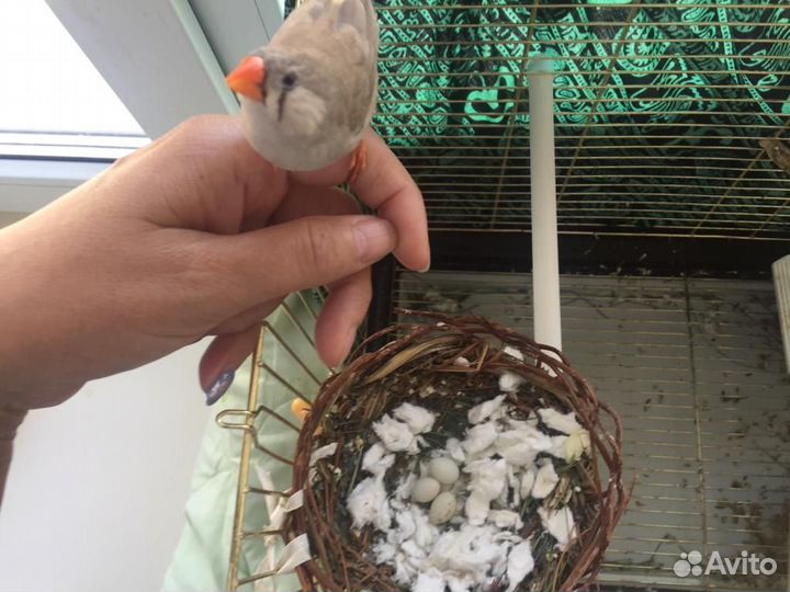 Зебровые амадины