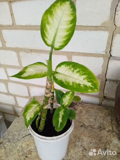 Диффенбахия кустовая